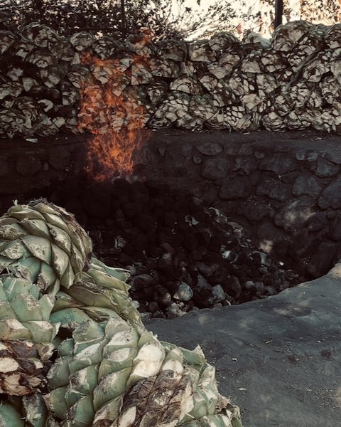 Agave piñas piled beside the roasting pit, with fire rising from the stones